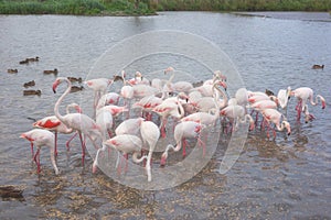 Pink flamingo, birds in the wild nature, ornitological park Pont de Gau, Camargue, south France