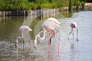 Pink flamingo, birds in the wild nature, ornitological park Pont de Gau, Camargue, south France