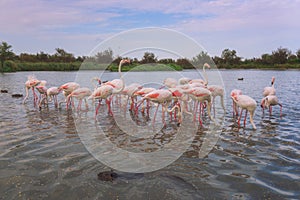 Pink flamingo, birds in the wild nature, ornitological park Pont de Gau, Camargue, south France