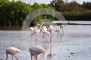 Pink flamingo, birds in the wild nature, ornitological park Pont de Gau, Camargue, south France