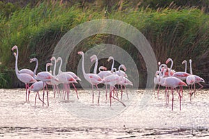 Pink flamingo, birds in the wild nature, ornitological park Pont de Gau, Camargue, south France