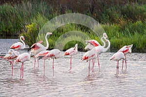 Pink flamingo, birds in the wild nature, ornitological park Pont de Gau, Camargue, south France