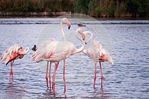 Pink flamingo, birds in the wild nature, ornitological park Pont de Gau, Camargue, south France