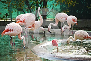 Pink flamingo birds in zoo