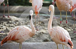 Pink flamingo birds in zoo