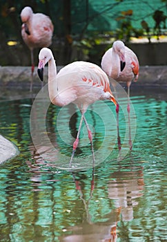 Pink flamingo birds in zoo