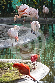 Pink flamingo birds in zoo