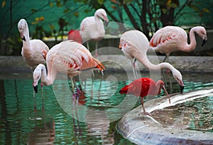 Pink flamingo birds in zoo