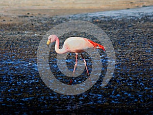 Pink Flamingo Bolivia