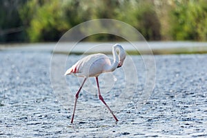 Pink flamingo, Camargue, France