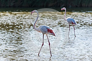 Pink flamingo, Camargue, France