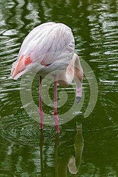 Pink Flamingo in captivity