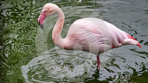 Pink Flamingo in captivity