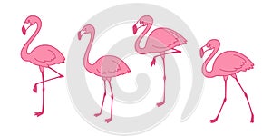 Pink flamingo Cartoon vector set Cute flamingos collection Flamingo character animal exotic nature wild fauna illustration