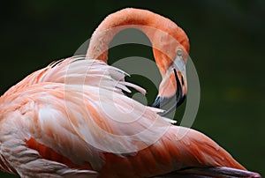 Pink flamingo is cleaning its' feathers photo