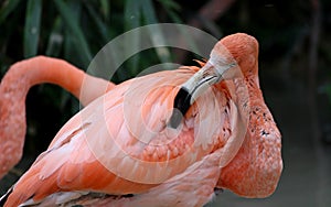 A pink flamingo cleans its feathers photo