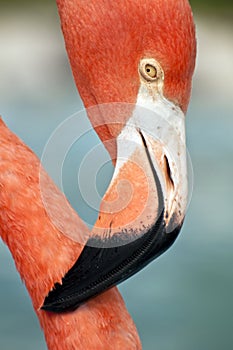 Pink flamingo close up.