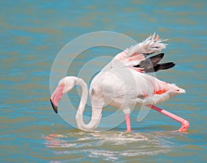 Pink flamingo close up