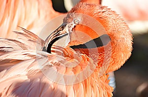pink flamingo close-up cleans feathers. Zoo Nizhny Novgorod. Russia