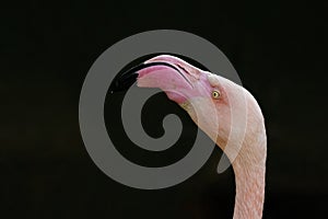 Pink flamingo close-up on a dark background