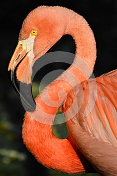 Pink Flamingo Close-Up Portrait, Zoo