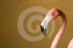 Pink flamingo closeup