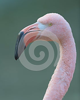 Pink Flamingo closeup portrait against green background