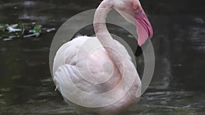 Pink flamingo closeup shot. Close shot of flamingo.American Flamingo or Carib. Pink flamingo.. Majestic Flamingo