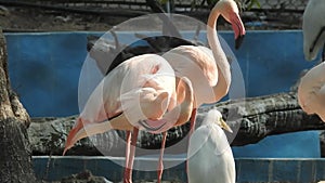 Pink flamingo closeup shot. Close shot of flamingo.American Flamingo or Carib. Pink flamingo.. Majestic Flamingo