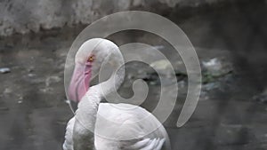 Pink flamingo closeup shot. Close shot of flamingo.American Flamingo or Carib. Pink flamingo.. Majestic Flamingo