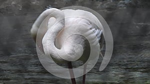 Pink flamingo closeup shot. Close shot of flamingo.American Flamingo or Carib. Pink flamingo.. Majestic Flamingo