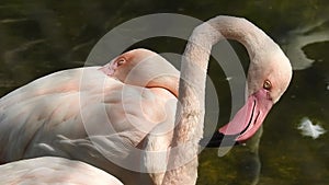 Pink flamingo closeup shot. Close shot of flamingo.American flamingo or carib. Pink flamingo.. majestic flamingo