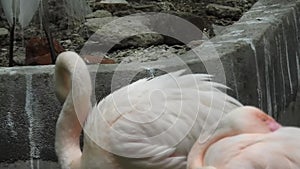 Pink flamingo closeup shot. Close shot of flamingo.American Flamingo or Carib. Pink flamingo.. Majestic Flamingo