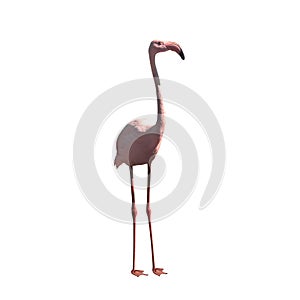 Pink flamingo closeup, stand on white background