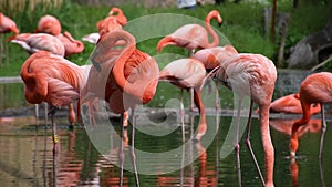 Pink Flamingo colony, beautiful coloring of feathers.