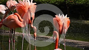 Pink Flamingo colony, beautiful coloring of feathers.