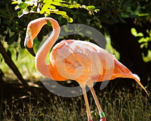 Pink flamingo colony specimen