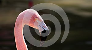 Pink Flamingo with copy space