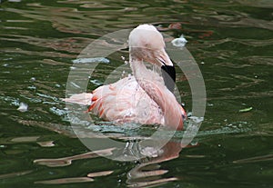 Pink Flamingo Covered with Water after Submersion