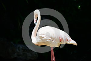 Pink flamingo on dark