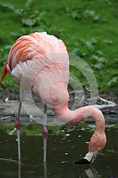 Pink Flamingo drinking water