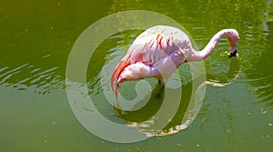 Pink Flamingo Drinking Water At Local Zoo