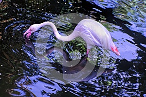 Pink flamingo drinking water while standing in it