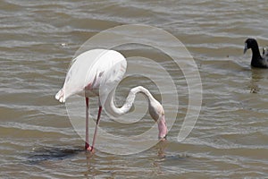 Pink Flamingo drinks water from a pond - Amboseli National Park Kenya