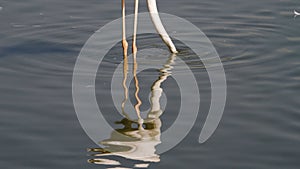 Pink flamingo eat in the pond