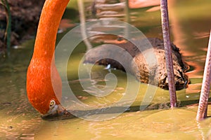 Pink flamingo eating algea from water