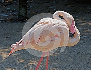 Pink flamingo exotic animal