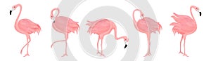 Pink flamingo. Exotic birds. Set of vector illustrations isolated on white background.