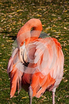 Pink Flamingo Facing backward preening