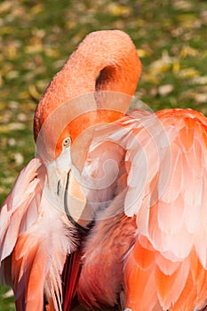 Pink Flamingo Facing backward preening feathers closeup
